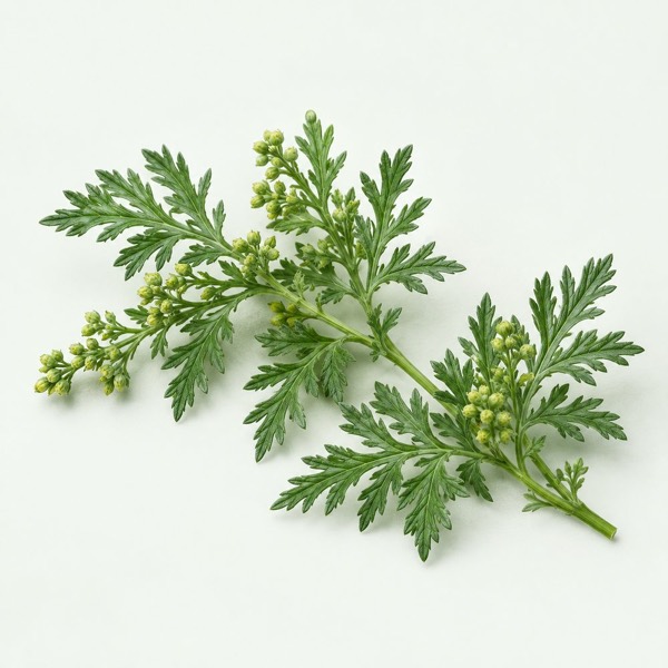 Composição botânica de Artemisia